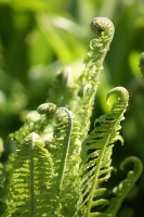 Straußenfarn – Matteucia struthiopteris Straußenfarn – Matteucia struthiopteris